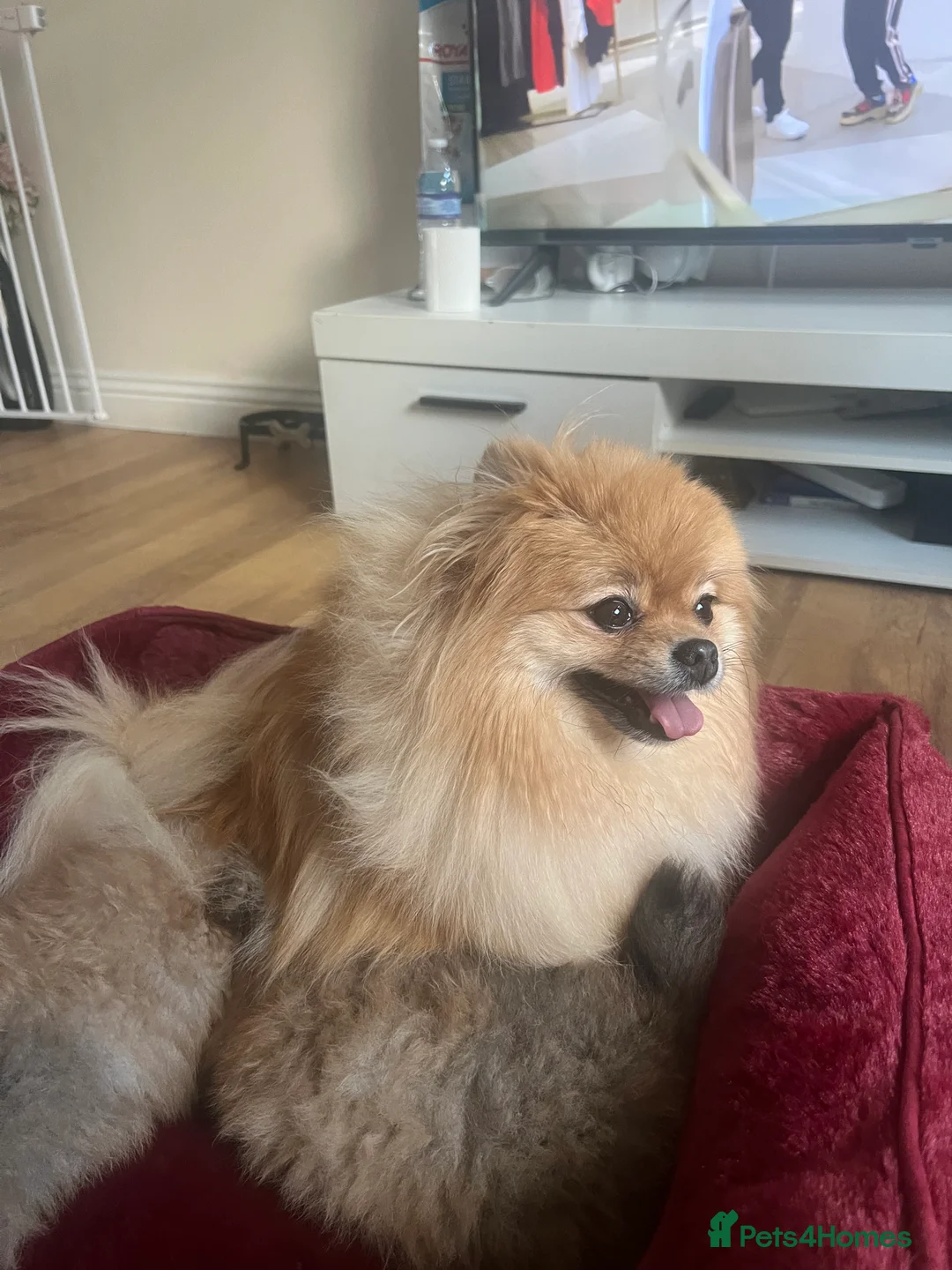 Pomeranian dogs for sale: Russian bloodline pomeranian Kc registered  - Advert 4