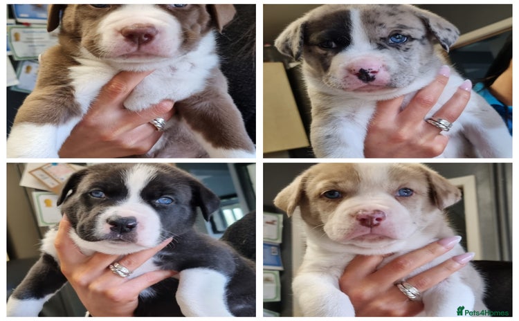 Mixed Breed dogs - Advert 1