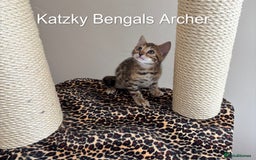 Bengal cats for sale: 😻Tica Best Bengal UK sired Kittens 🏆 🐾 🐱  - Image 7