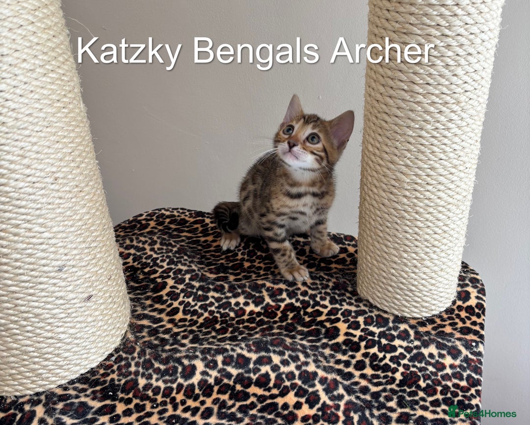 Bengal cats for sale: 😻Tica Best Bengal UK sired Kittens 🏆 🐾 🐱  - Image 7