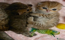 Scottish Fold cats for sale: 5 Beautiful ScottishFolds Kittens - Image 14