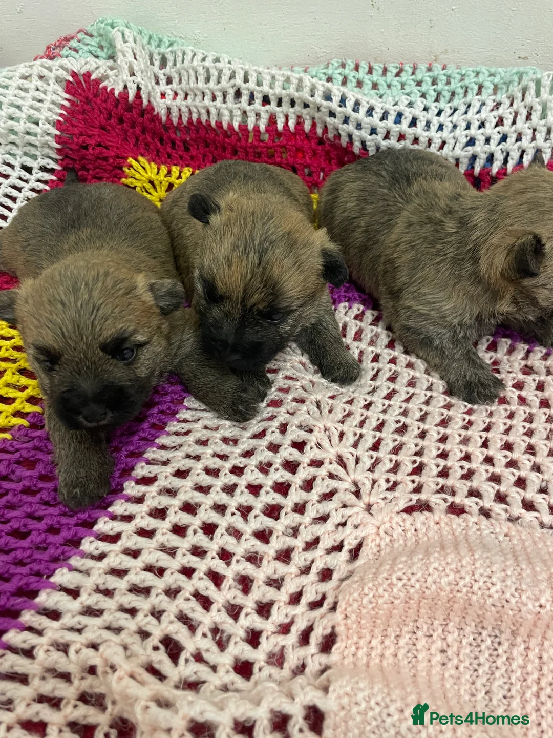 Cairn Terrier dogs for sale: Quality litter of Pure bred Cairn Terrier Puppies  - Advert 2