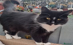 Mixed Breed cats for sale: Maine coon cross - Advert 1