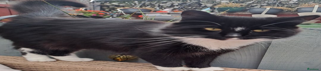 Mixed Breed . Maine coon 