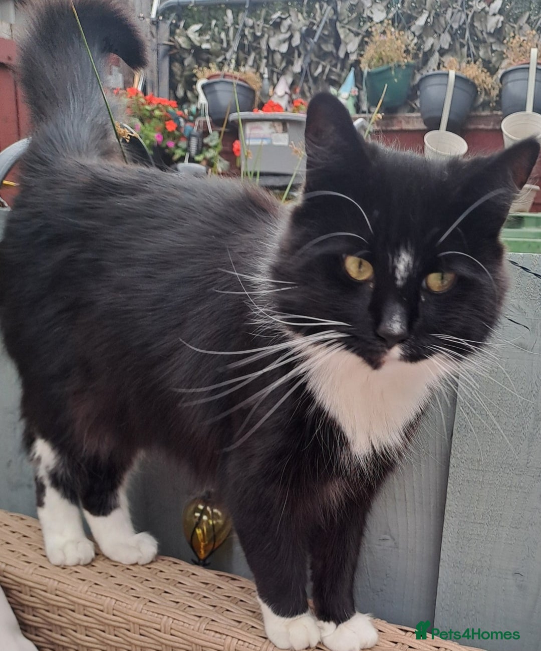 Mixed Breed cats for sale: Maine coon cross - Advert 1