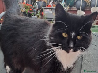 Mixed Breed cats for sale: Maine coon cross - Advert 1