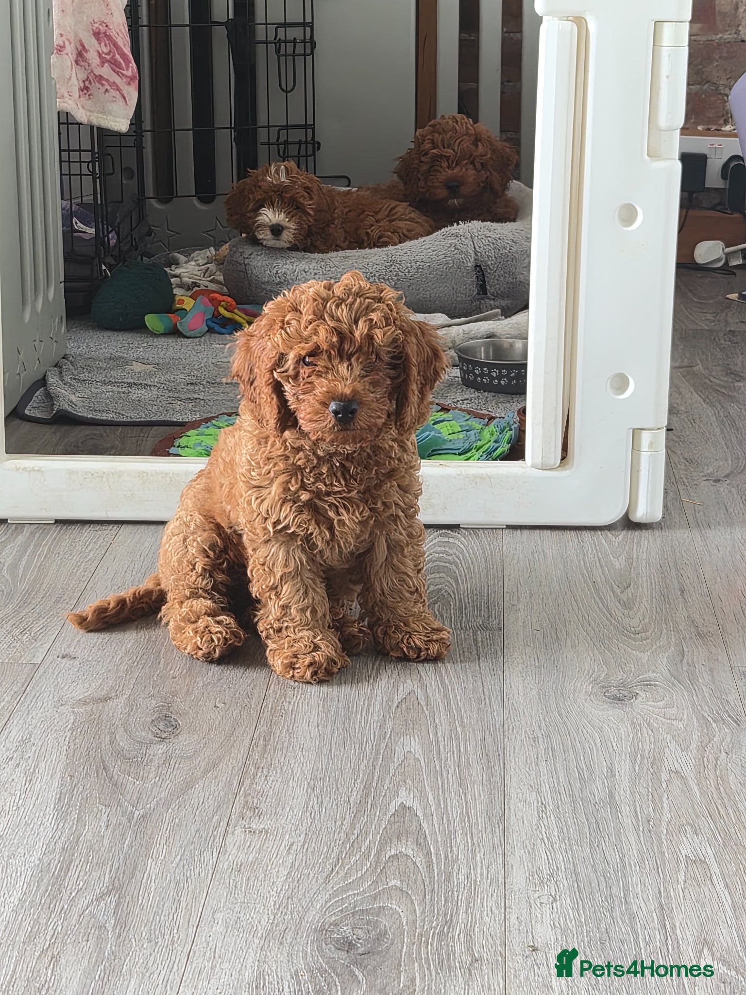 Cavapoo dogs Adorable Red F1B Cavapoo Puppies - Advert 15