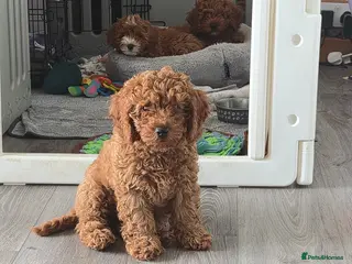 Cavapoo dogs Adorable Red F1B Cavapoo Puppies - Advert 15
