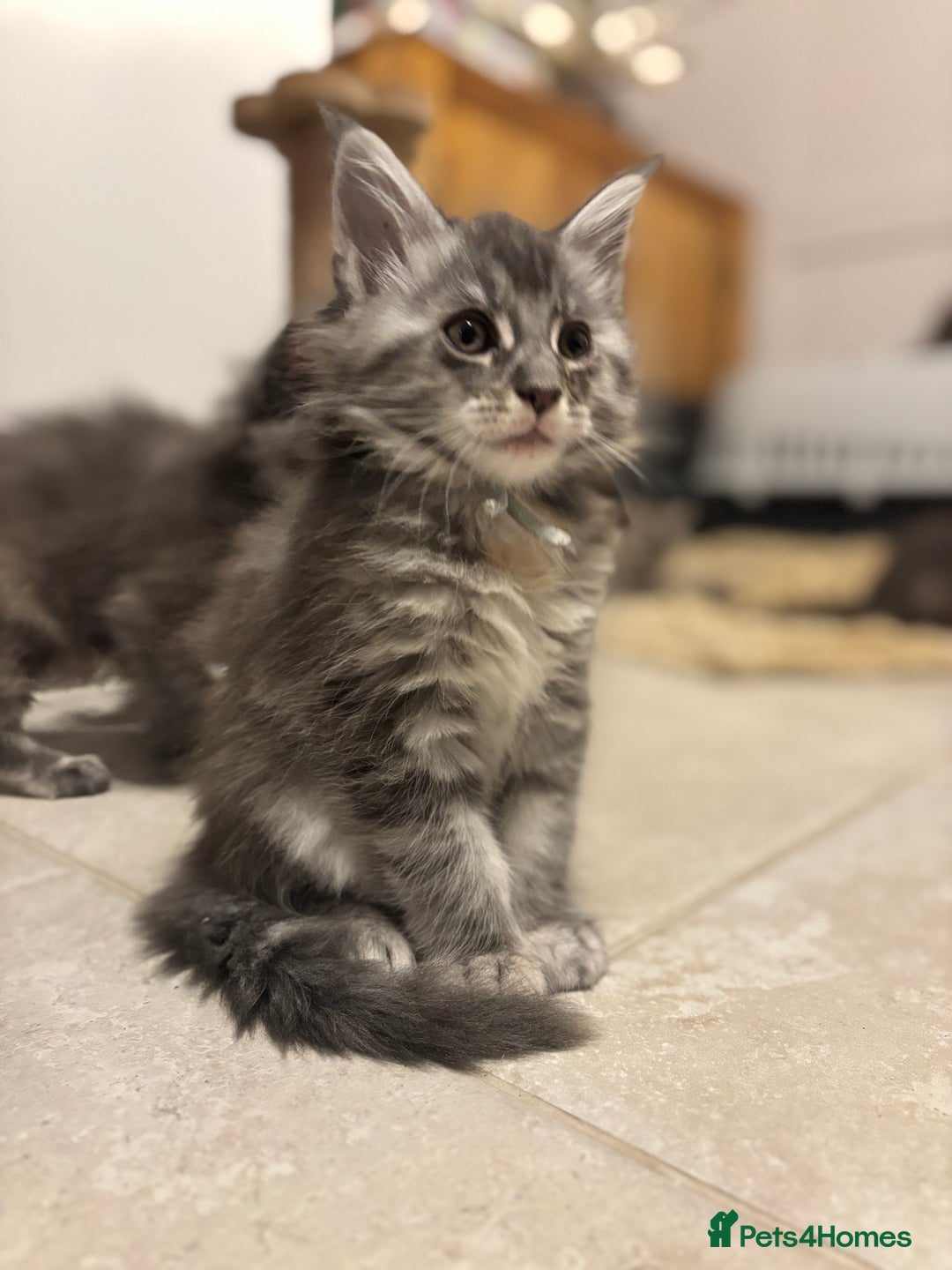 Maine Coon cats for sale: TICA Maine Coon Kittens - Advert 19