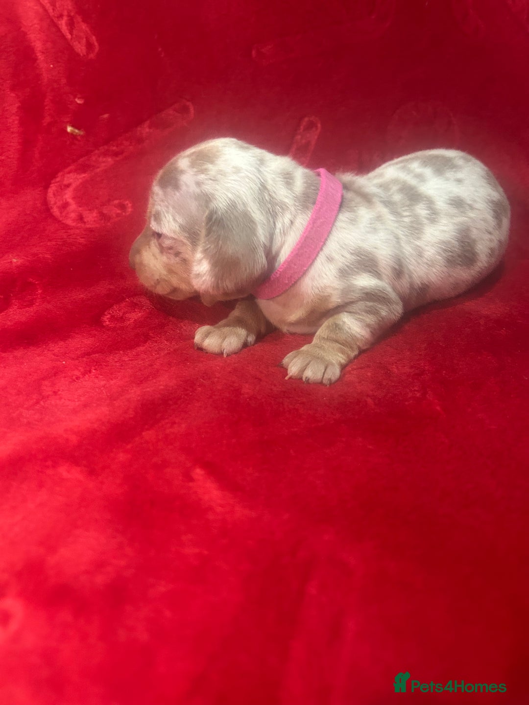 Miniature Dachshund dogs for sale: Isabella dapple Miniature dachshund  - Advert 6