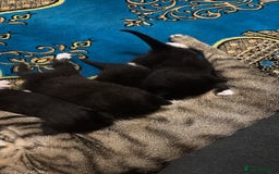 Domestic Shorthair cats for sale: Adorable Black & White Kittens 8 Weeks Old - Image 4