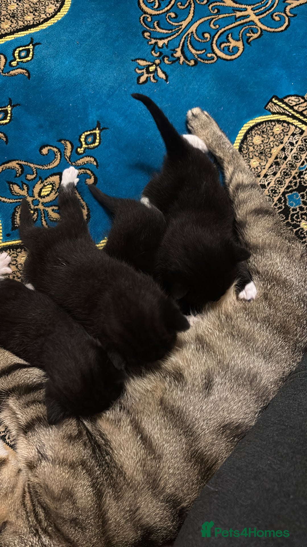 Domestic Shorthair cats for sale: Adorable Black & White Kittens 8 Weeks Old - Image 4