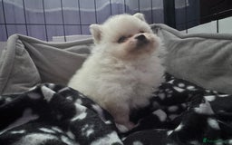 Pomeranian dogs for sale: Gorgeous Pomeranian puppies - Image 23