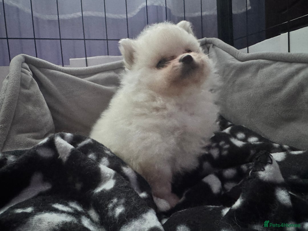 Pomeranian dogs for sale: Gorgeous Pomeranian puppies - Image 23