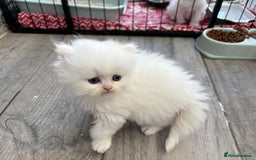 Persian cats for sale: Pure chinchilla doll face Persian kittens - Image 22