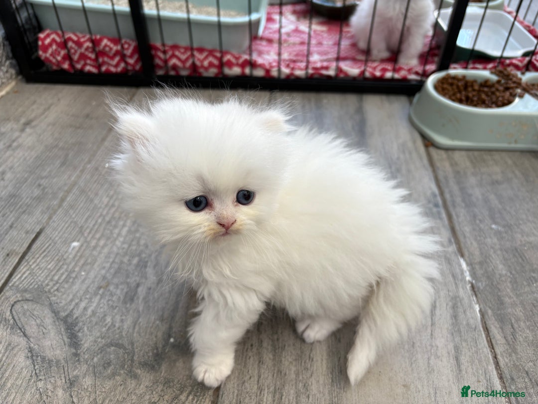 Persian cats for sale: Pure chinchilla doll face Persian kittens - Image 22