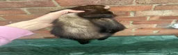Ferret rodents for sale: Working ferrets  in Bradford - Advert 3