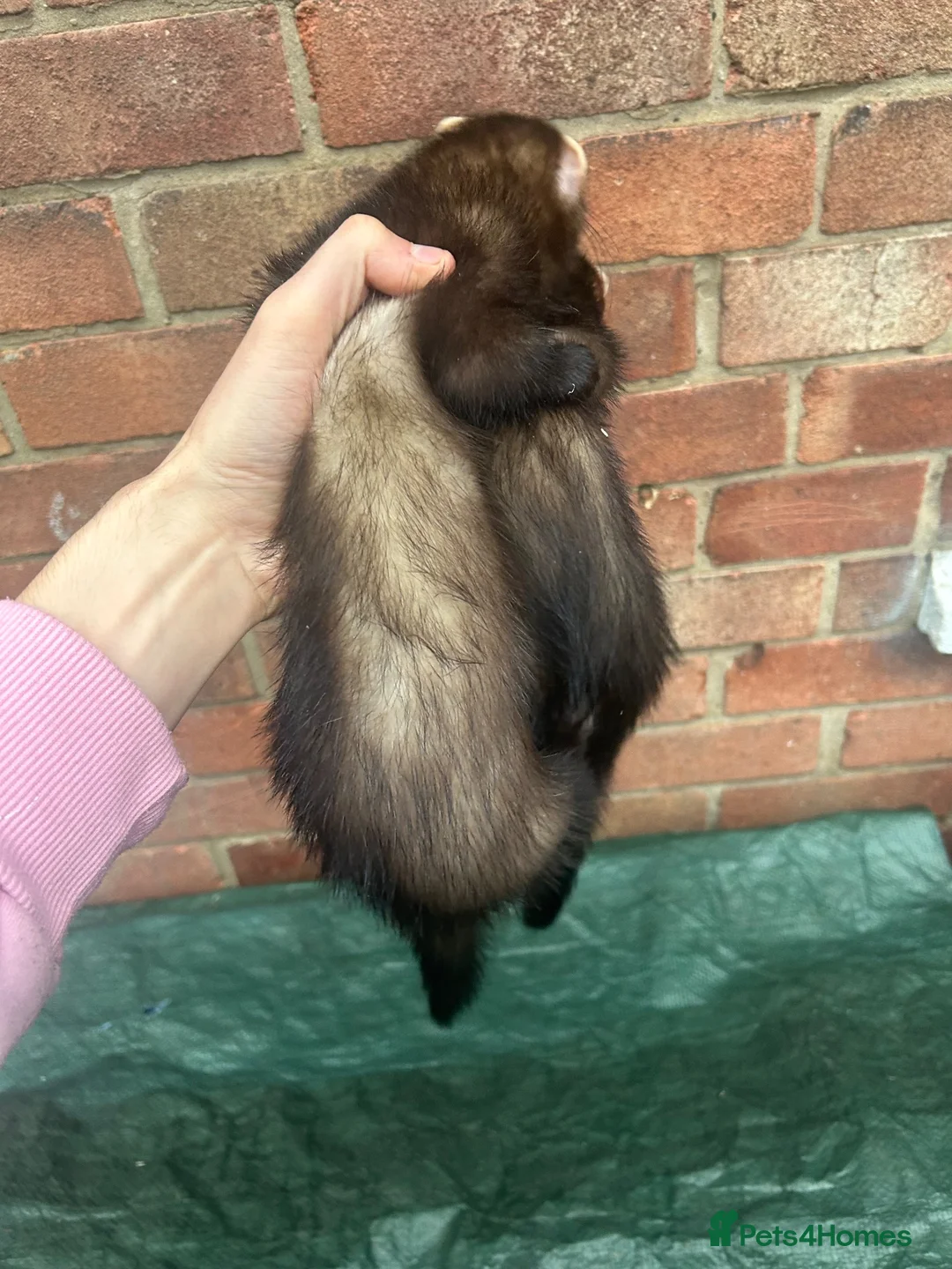 Ferret rodents for sale: Working ferrets  in Bradford - Advert 3