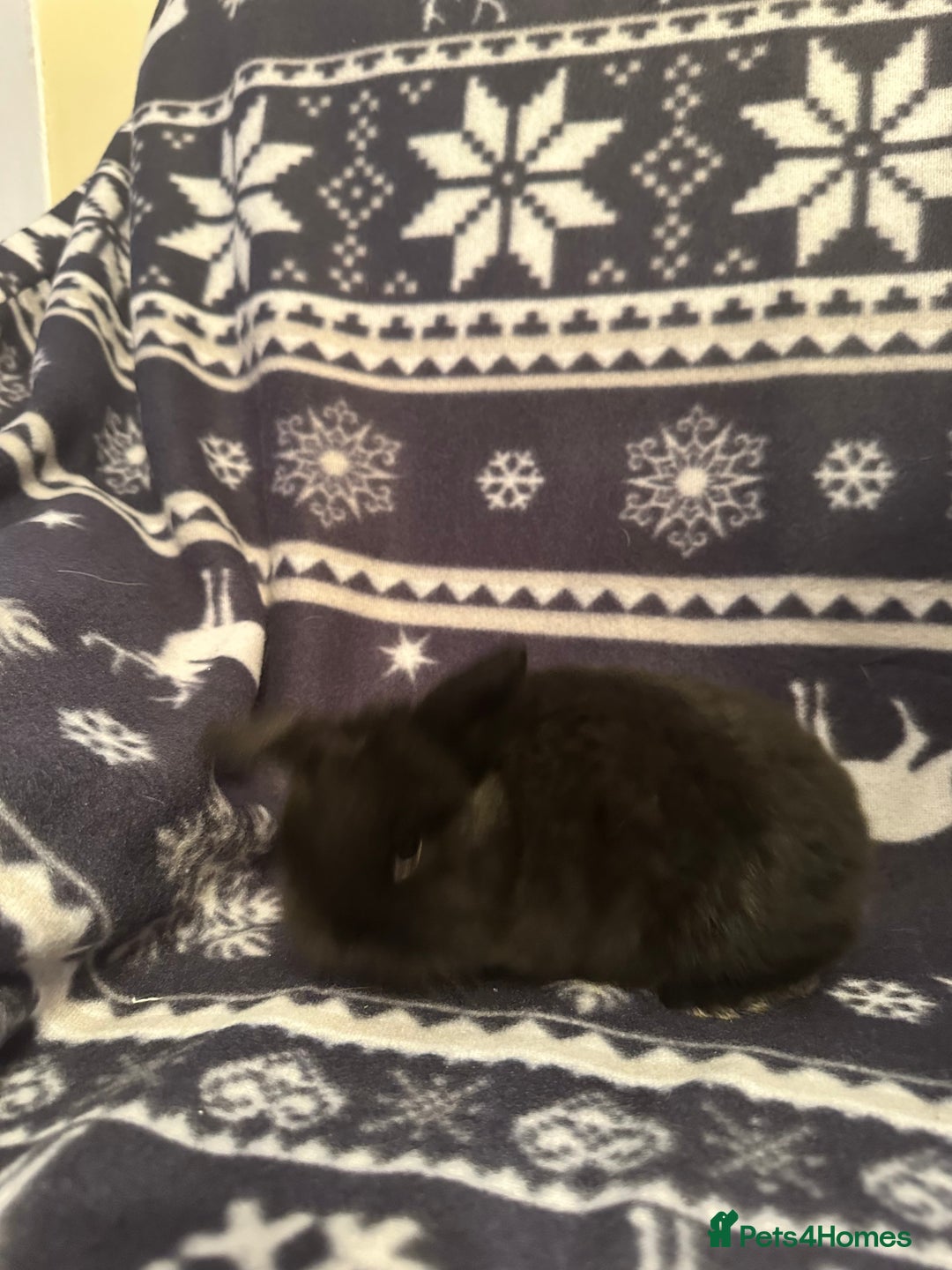 Mini Lop rabbits for sale: Mini lop bunnies  - Advert 9