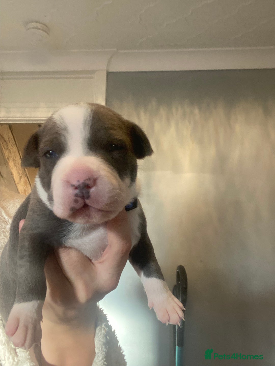 Staffordshire Bull Terrier dogs for sale: 7 beautiful blue Staffordshire bull terriers - Advert 7