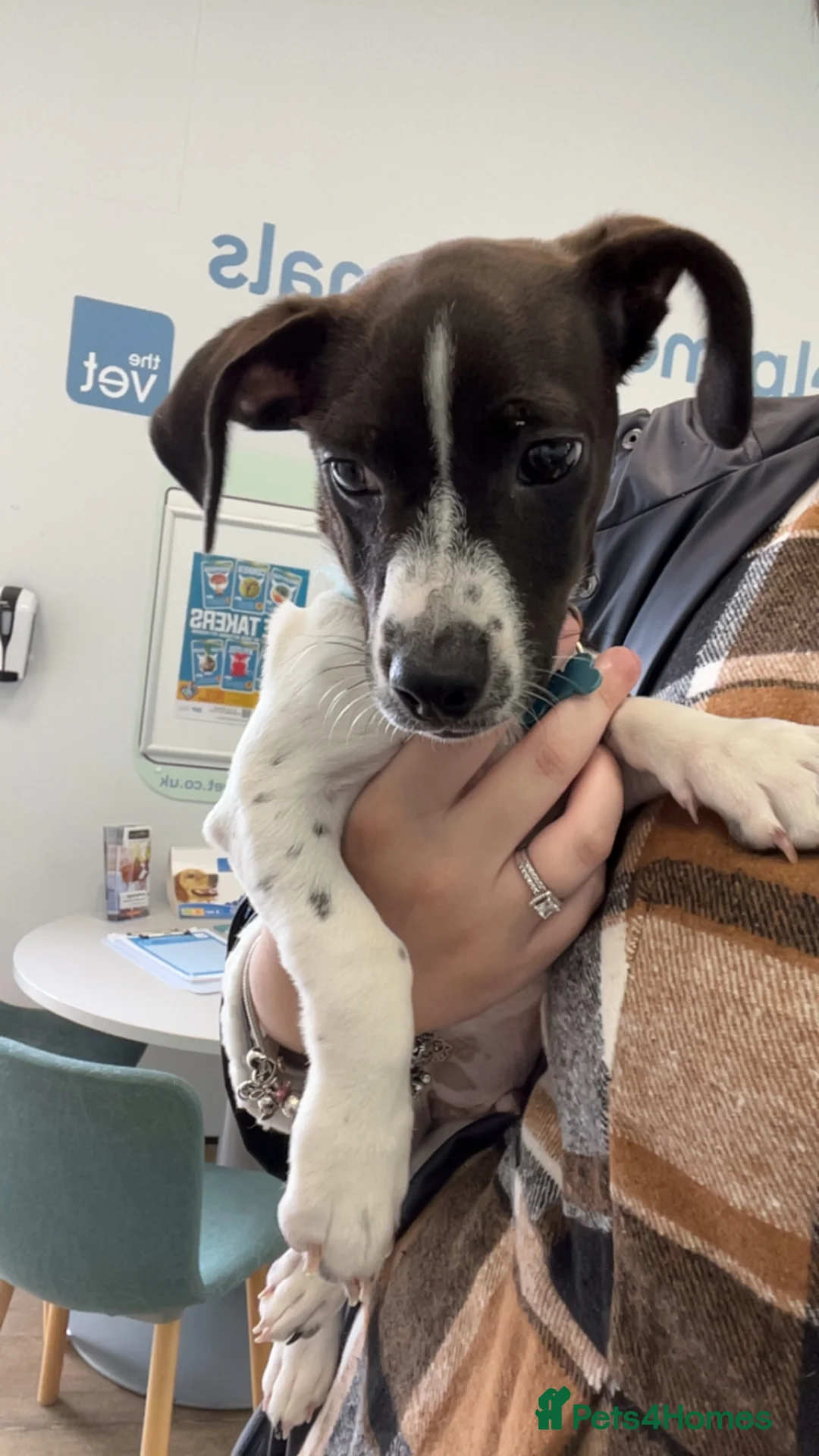 Mixed Breed dogs for sale: Male jug x Daschund  - Advert 3