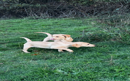 Labrador Retriever dogs for sale: Gorgeous Golden White Labrador  - Advert 3