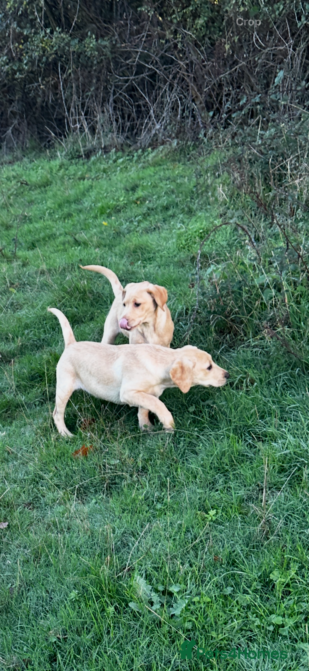 Labrador Retriever dogs for sale: Gorgeous Golden White Labrador  - Advert 3