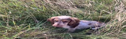 Cocker Spaniel dogs for sale: Girl cocker spaniel - Advert 2