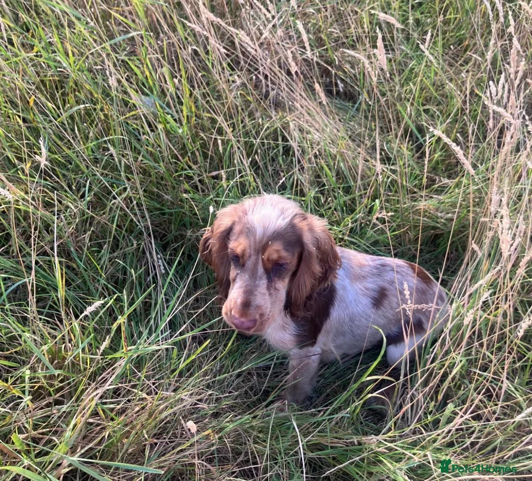 Cocker Spaniel dogs for sale: Girl cocker spaniel - Advert 2