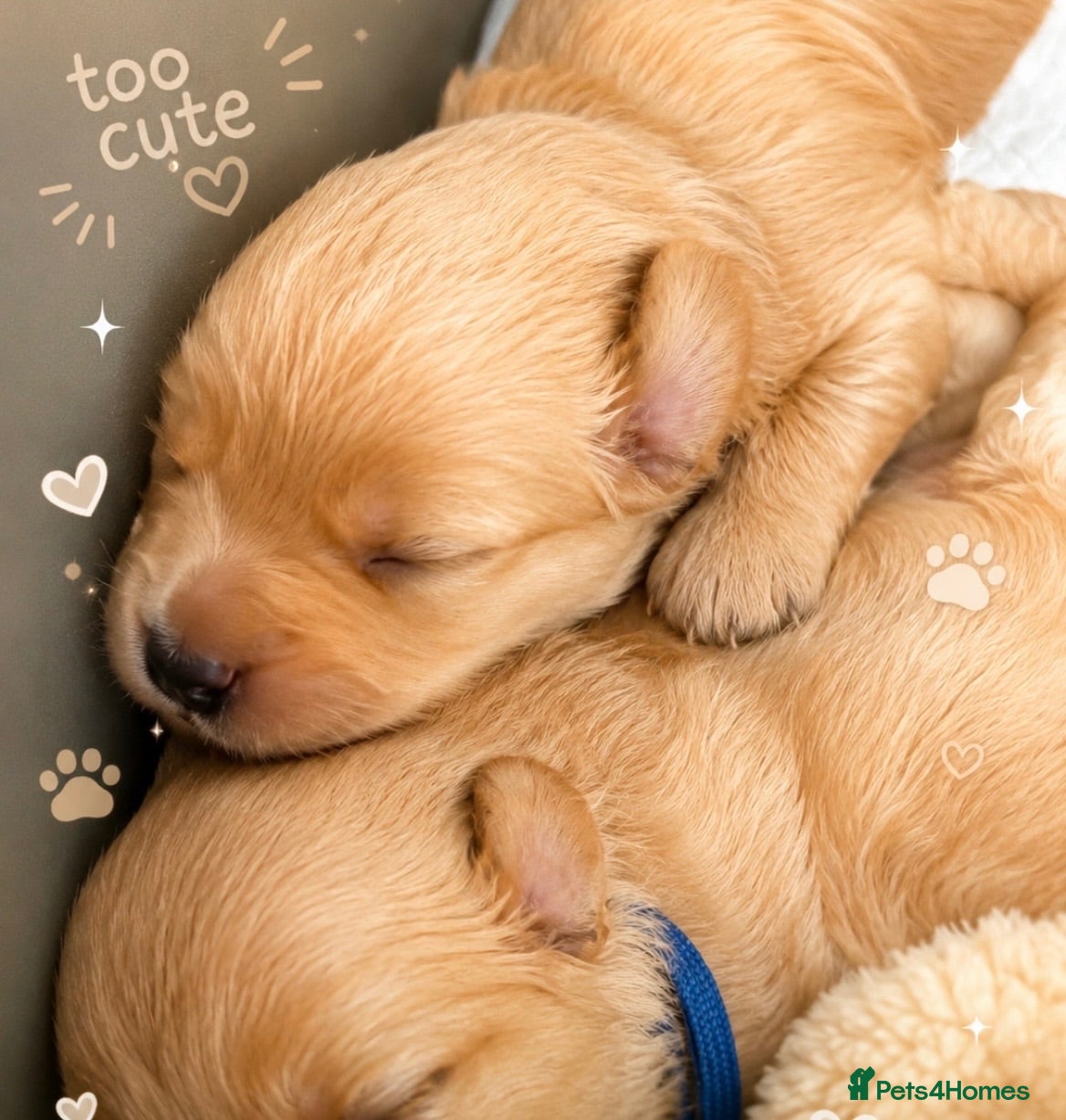 Labradoodle dogs Cute 🥰 Miniature Labradoodle Pups  - Advert 1