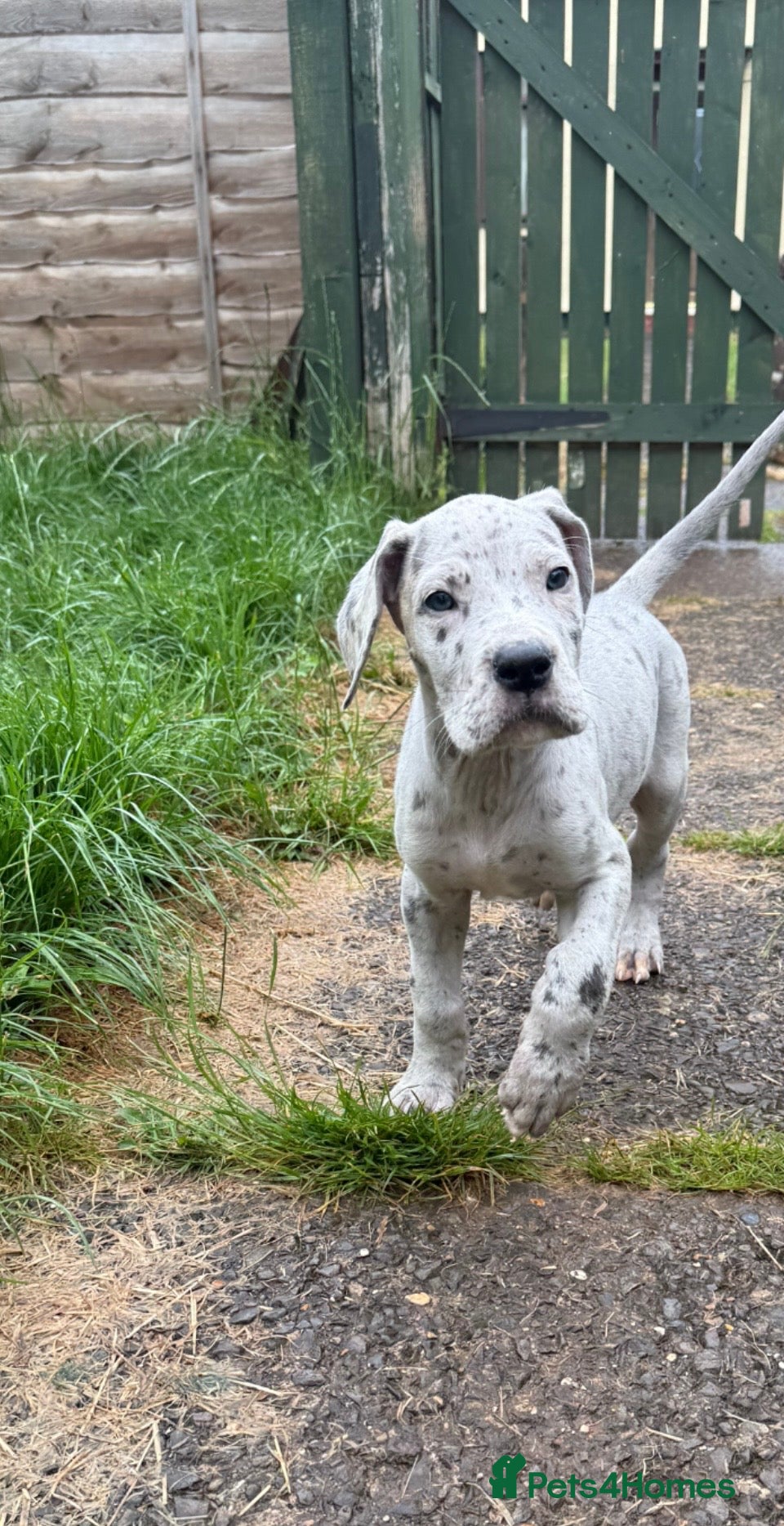 Great Dane dogs Ready friday 5th June kc reg Great Danes  - Advert 8