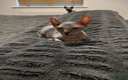 Sphynx cats for sale: Health checked fully vaccinated amazing kittens  - Image 24