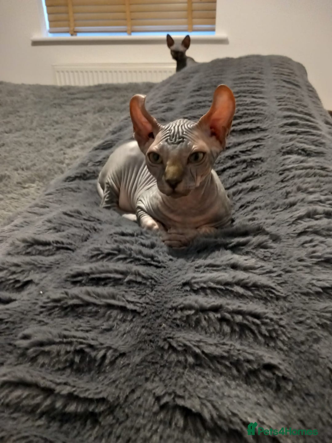 Sphynx cats for sale: Health checked fully vaccinated amazing kittens  - Image 24