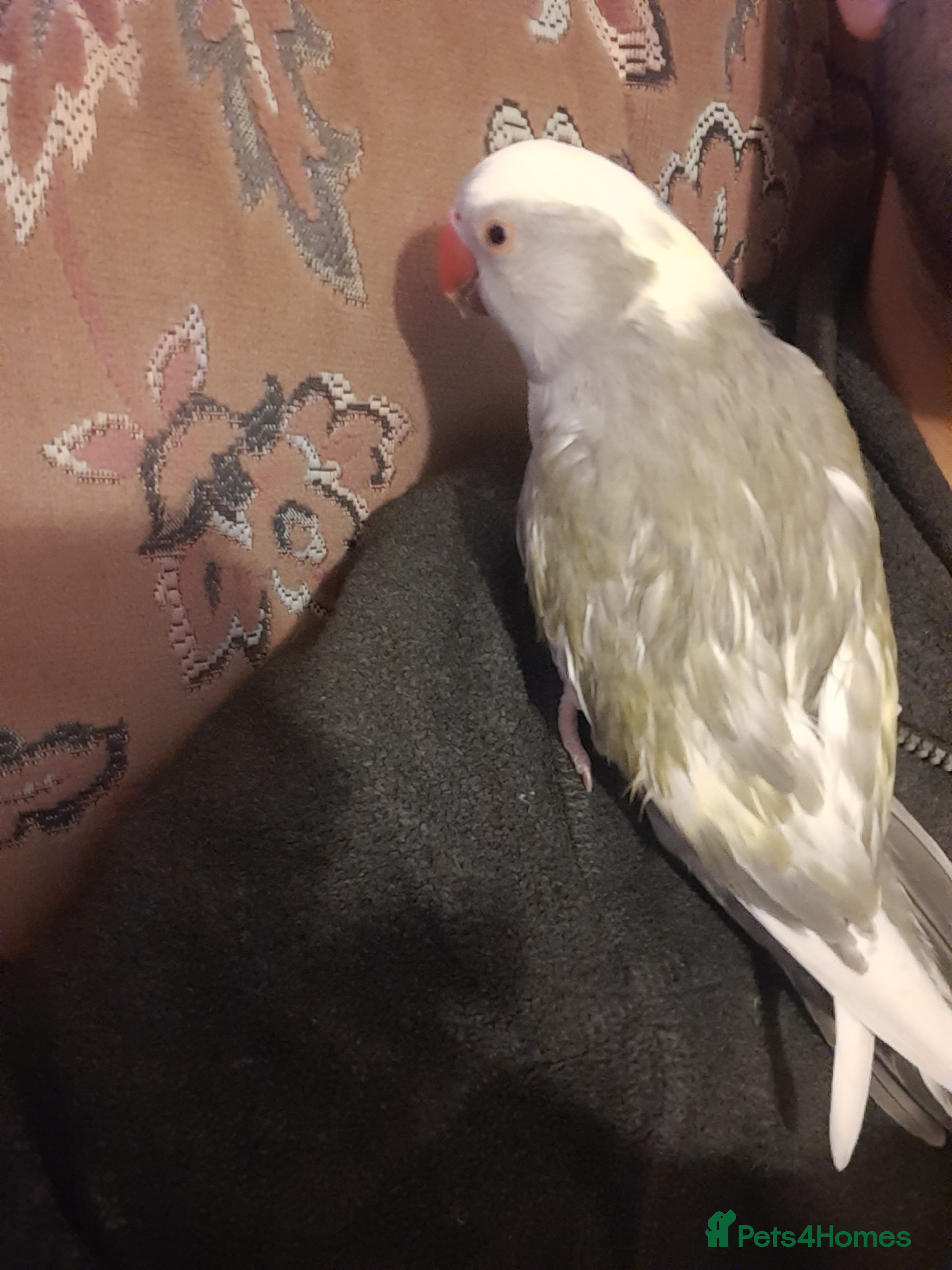 Cockatoo birds Reingnack paide revealed baby girl 👪family birds  - Advert 1