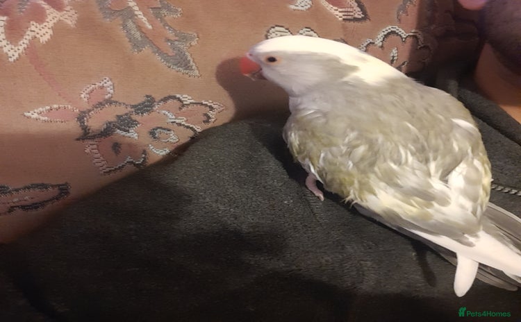 Cockatoo birds Reingnack paide revealed baby  family birds  - Advert 12