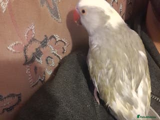 Cockatoo birds Reingnack paide revealed baby girl 👪family birds - Advert 3