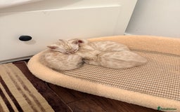 Bengal cats for sale: PURE BRED SNOW LYNX kittens 🐱 - Advert 11
