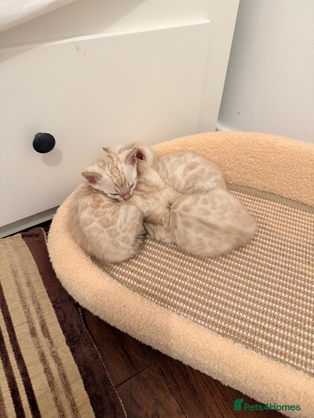 Bengal cats for sale: PURE BRED SNOW LYNX kittens 🐱 - Advert 11