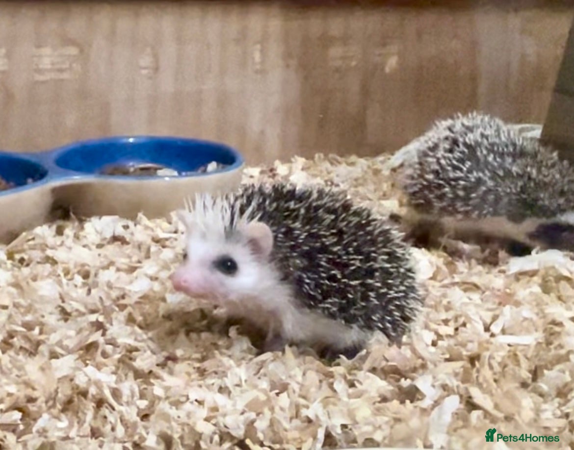 Pygmy Hedgehog rodents Beautiful Baby Hedgehogs 🦔 🍂 Pinto African Pygmy - Advert 2