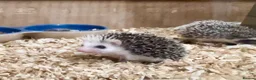 Pygmy Hedgehog rodents for sale: Beautiful Baby Hedgehogs 🦔 🍂 Pinto African Pygmy - Advert 2