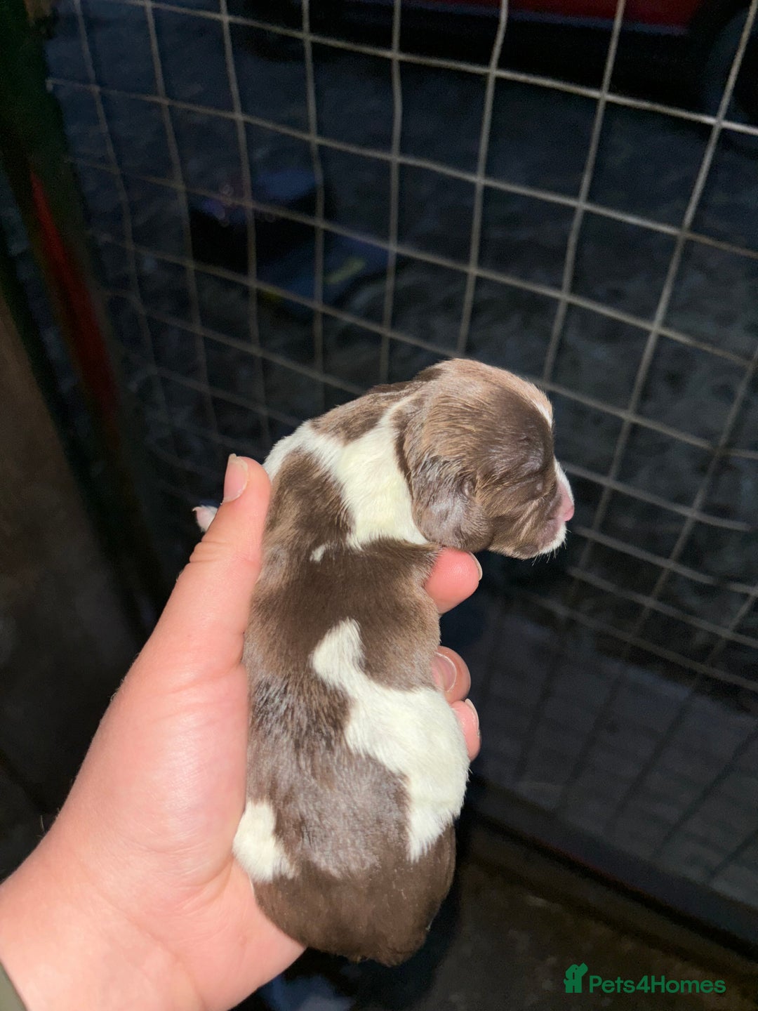 English Springer Spaniel dogs for sale: Gorgeous marked English Springer Spaniel pups  - Image 15