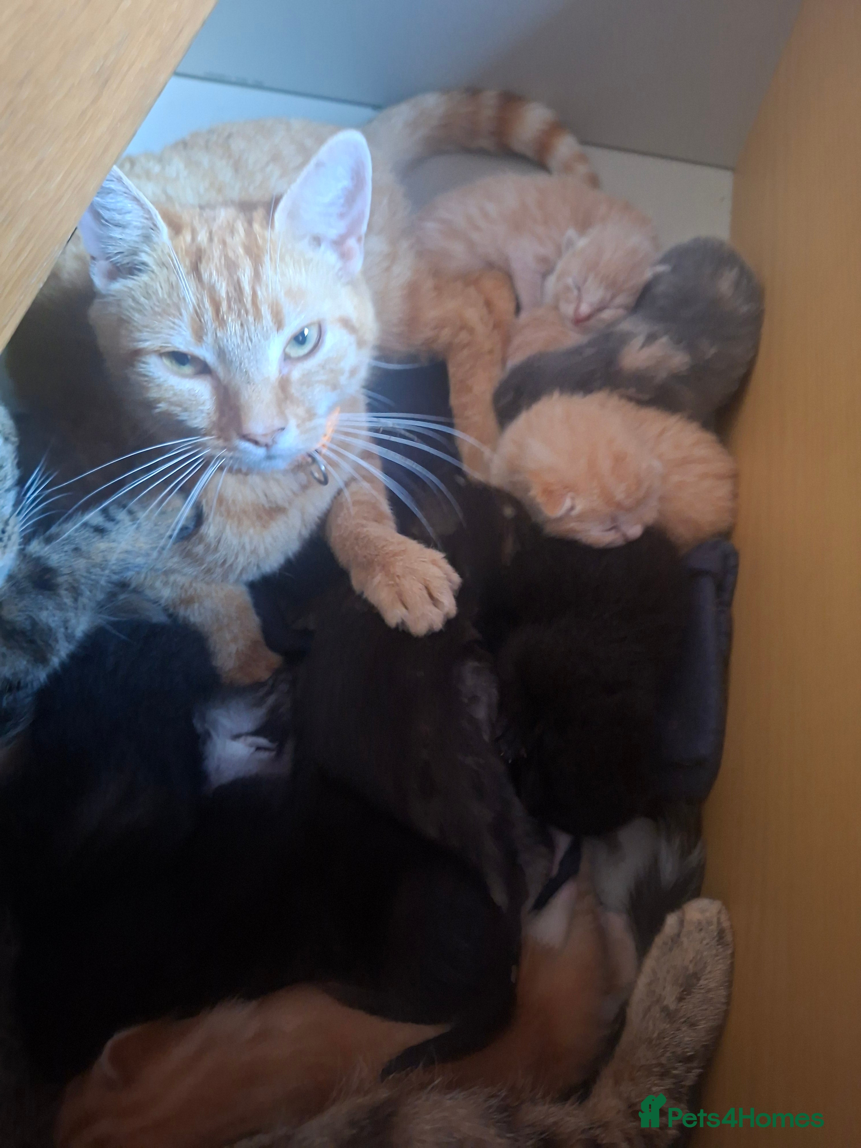 Mixed Breed cats 10 stunning kitten  - Advert 2