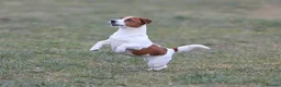Jack Russell dogs for adoption: 🐾 KARINA – Female Jack Russell Terrier 🐾 - Advert 5