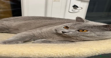 British Shorthair cats - Advert 14