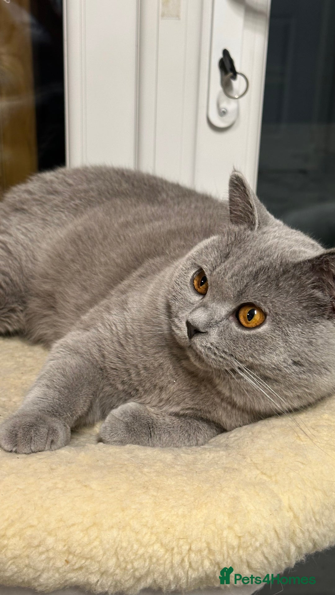 British Shorthair cats for sale: 🏆Champions line🏆BSH Blue kittens  - Image 10