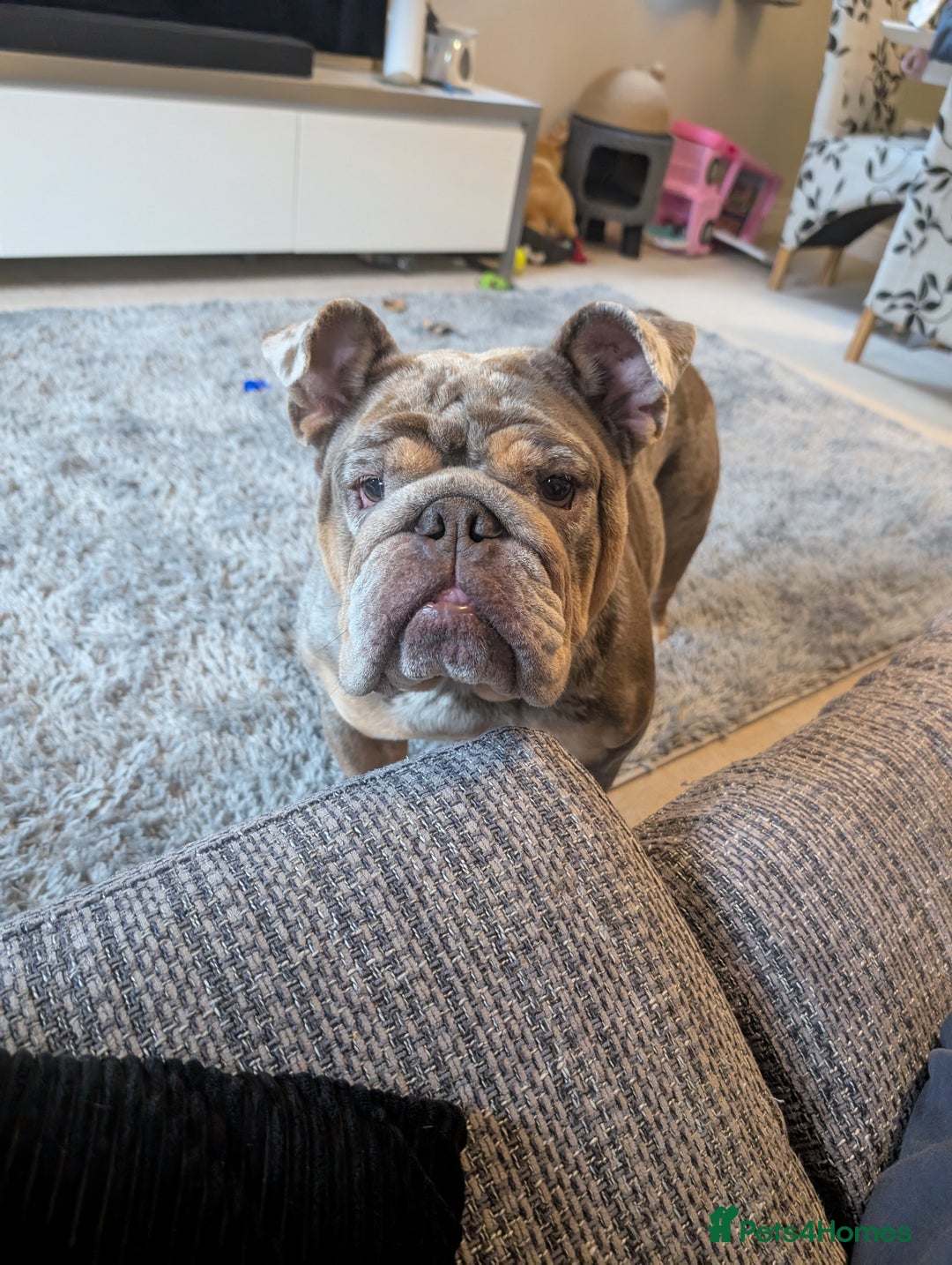 English Bulldog dogs for sale: Lovely English bulldog girl  - Image 9