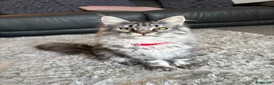 Maine Coon 2