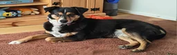 Mixed Breed dogs for adoption: Stunning Rosa in Taunton - Advert 1