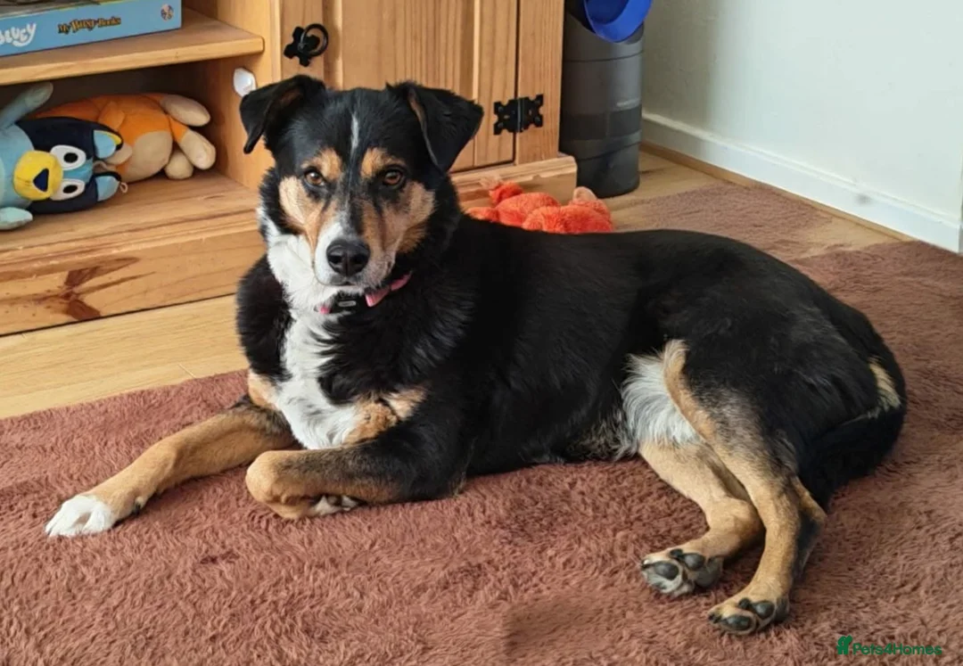 Mixed Breed dogs for adoption: Stunning Rosa in Taunton - Advert 1