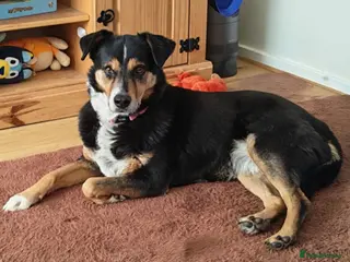 Mixed Breed dogs Stunning Rosa - Advert 2